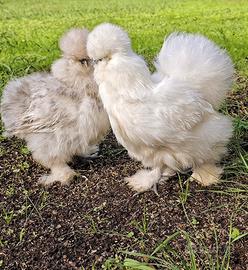 Moroseta Silkie uova