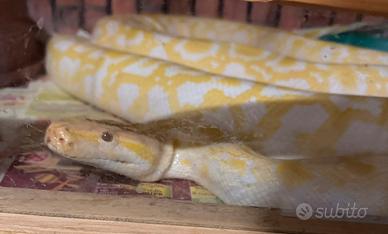 Pitone Moluro albina con terrario