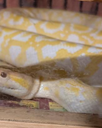 Pitone Moluro albina con terrario