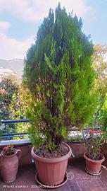 Tuie / thuja