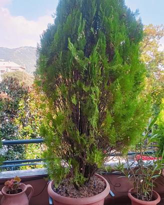 Tuie / thuja