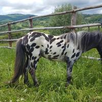 Pony stallone Appaloosa Leopardo