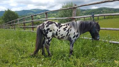 Pony stallone Appaloosa Leopardo