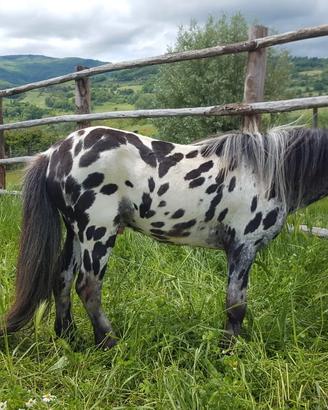Pony stallone Appaloosa Leopardo