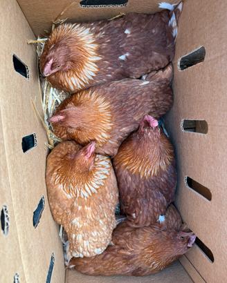 Galline ovaiole isabrown