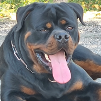 Rottwailer