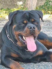Rottwailer