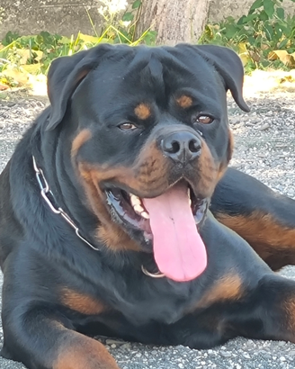 Rottwailer