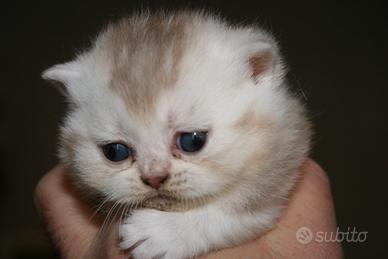 Gattini di pura razza british shorthair silvechoco