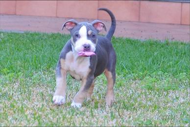 American pitbull terrier ukc pedigree