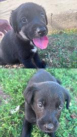 Labrador