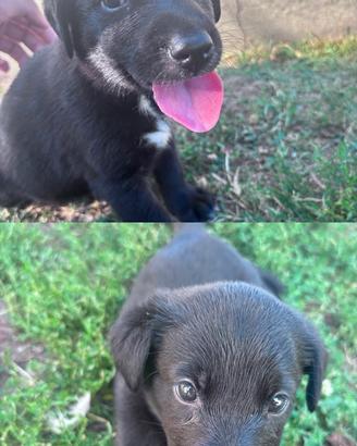Labrador