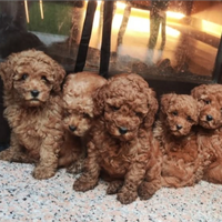 Cuccioli maschi pedigree enci