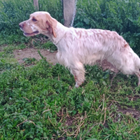 Setter