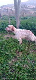 Setter