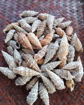 lotto di 60 conchiglie marine gasteropodi 