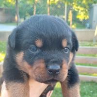 Rottweiler cuccioli