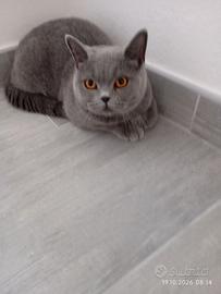 BRITISH SHORTHAIR FEMMINA 