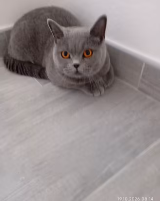 BRITISH SHORTHAIR FEMMINA 