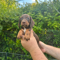 Cuccioli di bassotto cioccolato