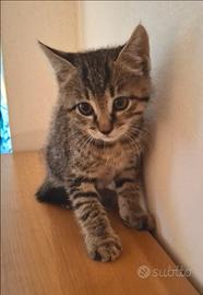 Gattino europeo
