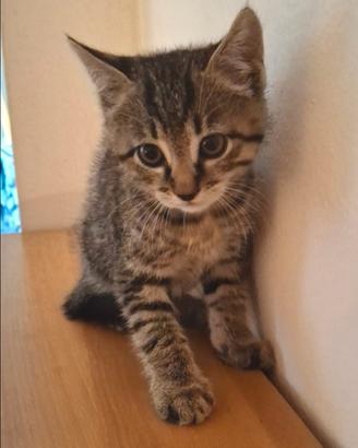 Gattino europeo