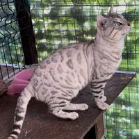 Maschio Bengal Silver Tabby Occhi Verdi monta