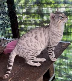 Maschio Bengal Silver Tabby Occhi Verdi monta