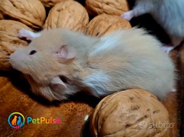 Criceti Dorati - Annuncio sempre disponibile