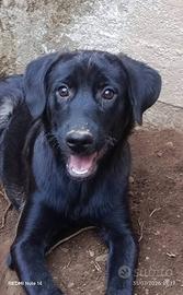 Cane cucciola simil Labrador in adozione