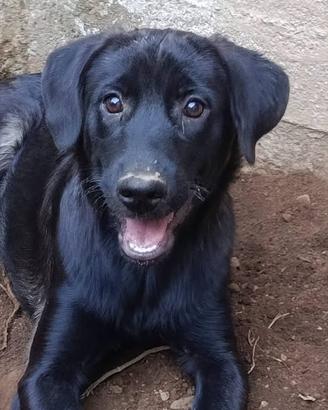 Cane cucciola simil Labrador in adozione