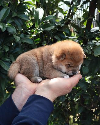Fantastici cuccioli Shiba
