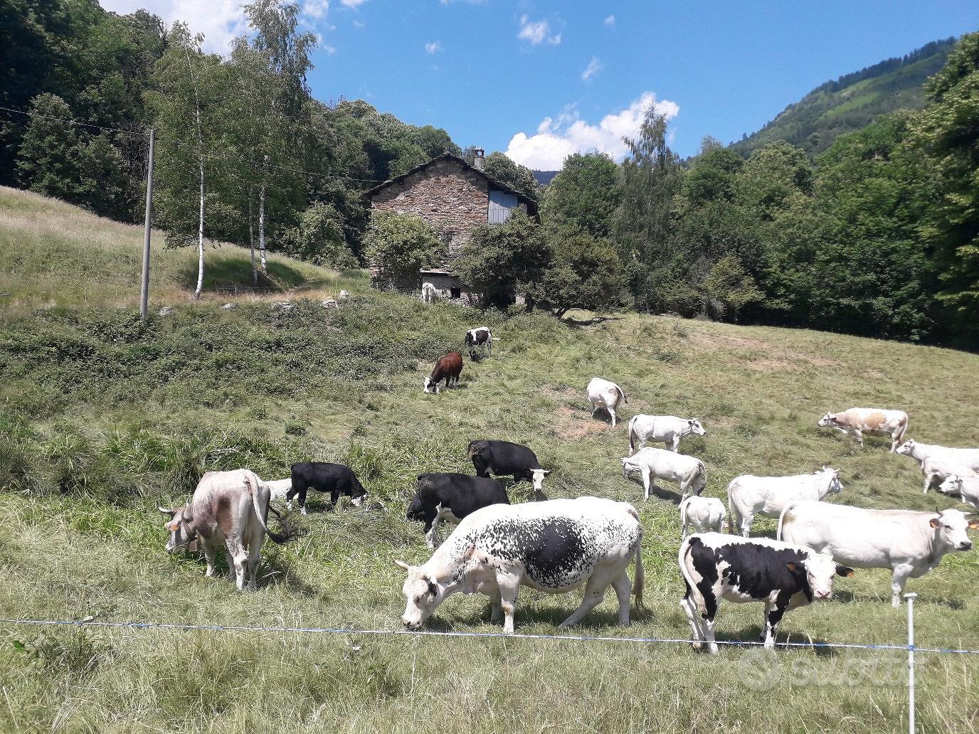 rustico con terreno - Vista 3