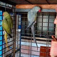 Parrocchetto dal collare cleartail