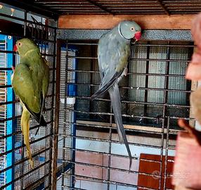 Parrocchetto dal collare cleartail