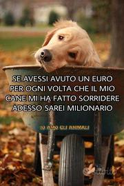 Dog sitter Roma