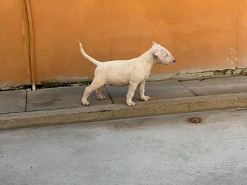 cuccioli bull terrier 