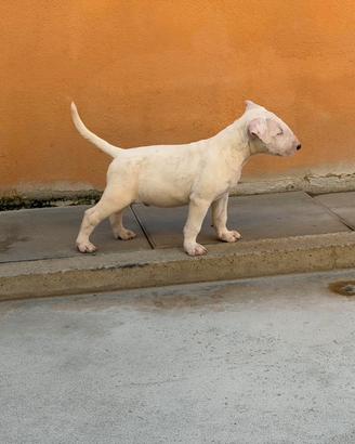 cuccioli bull terrier 