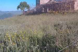 Antico casale panoramico con 4 ettari per Agrituri