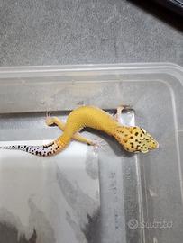 Geco leopardino