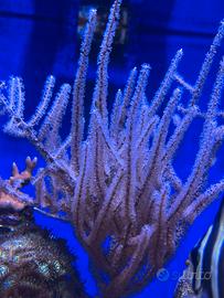 Talea di gorgonia corallo molle acquario marino