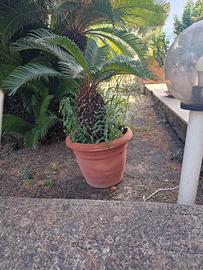 Lotto 5 Cycas, vendibili anche singolarmente