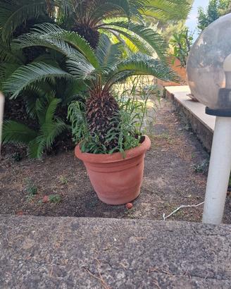 Lotto 5 Cycas, vendibili anche singolarmente