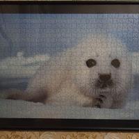 Quadro – Puzzle Foca Ravensburger incorniciato