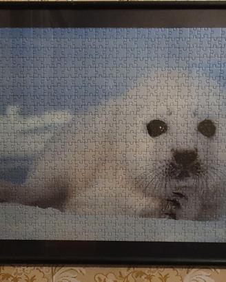 Quadro – Puzzle Foca Ravensburger incorniciato