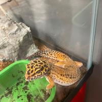 Geco leopardino + terrario