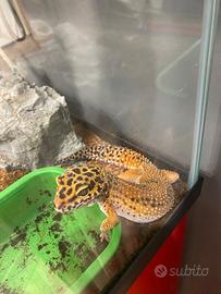 Geco leopardino + terrario