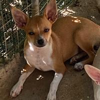 Chihuahua Femmina,Nata il 18/04/2025