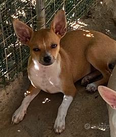 Chihuahua Femmina,Nata il 18/04/2025