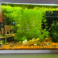 Avannotti di guppy(piccoli di guppy) vari colori